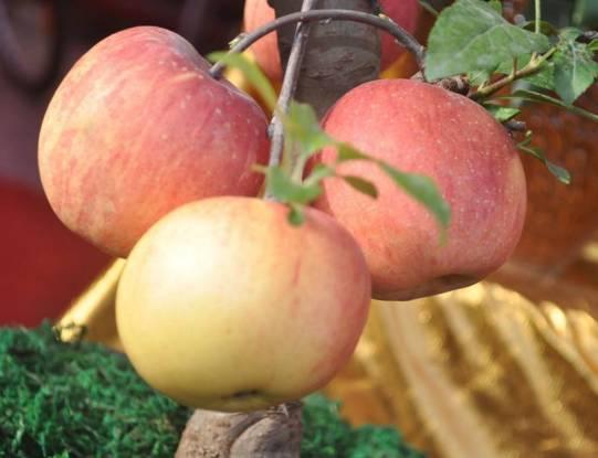 农村小本养殖创业项目大全,项目致富