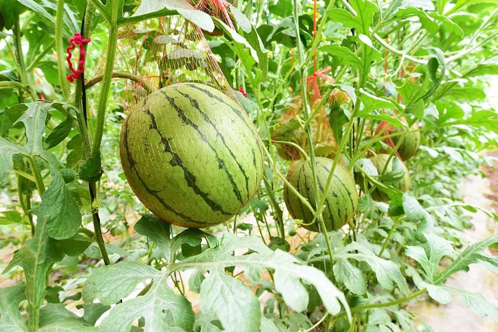 孟津袖珍西瓜多少钱,孟津袖珍西瓜新品种