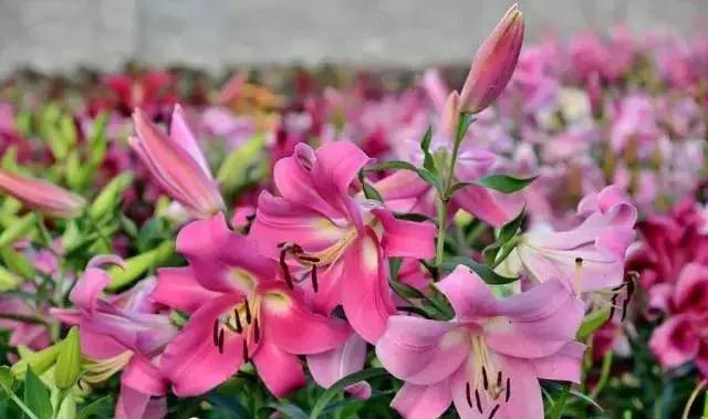 浙江一片夏季花海，带你在炎炎夏日赏花、美拍尽享自然清凉~