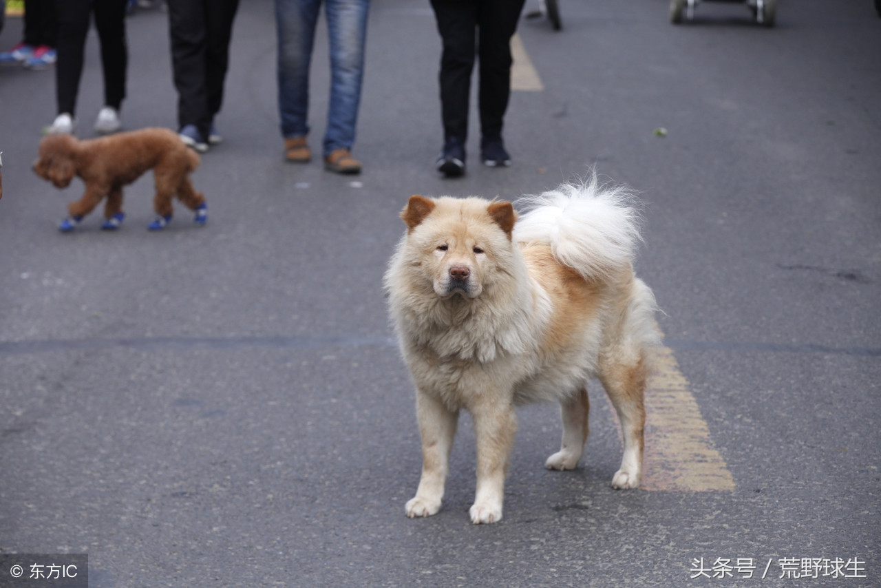 狗狗走失一般沿什么道路,狗狗走失了一般会去哪