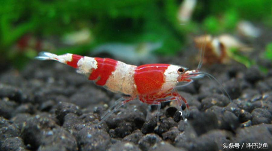 观赏虾观赏鱼,观赏鱼观赏虾