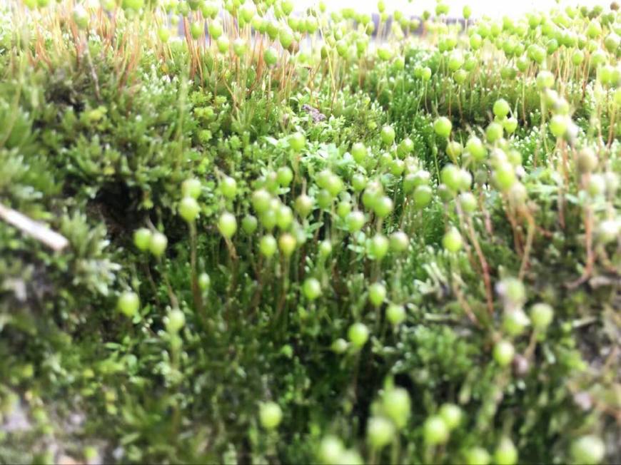 被蜂蛰伤治疗方法,山上被野蜂蜇伤怎么办