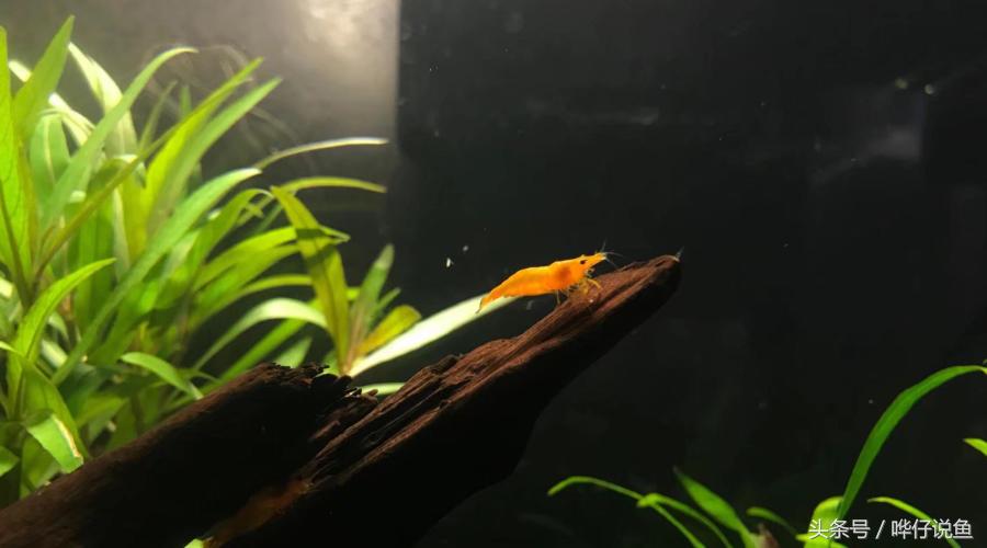 观赏虾观赏鱼,观赏鱼观赏虾