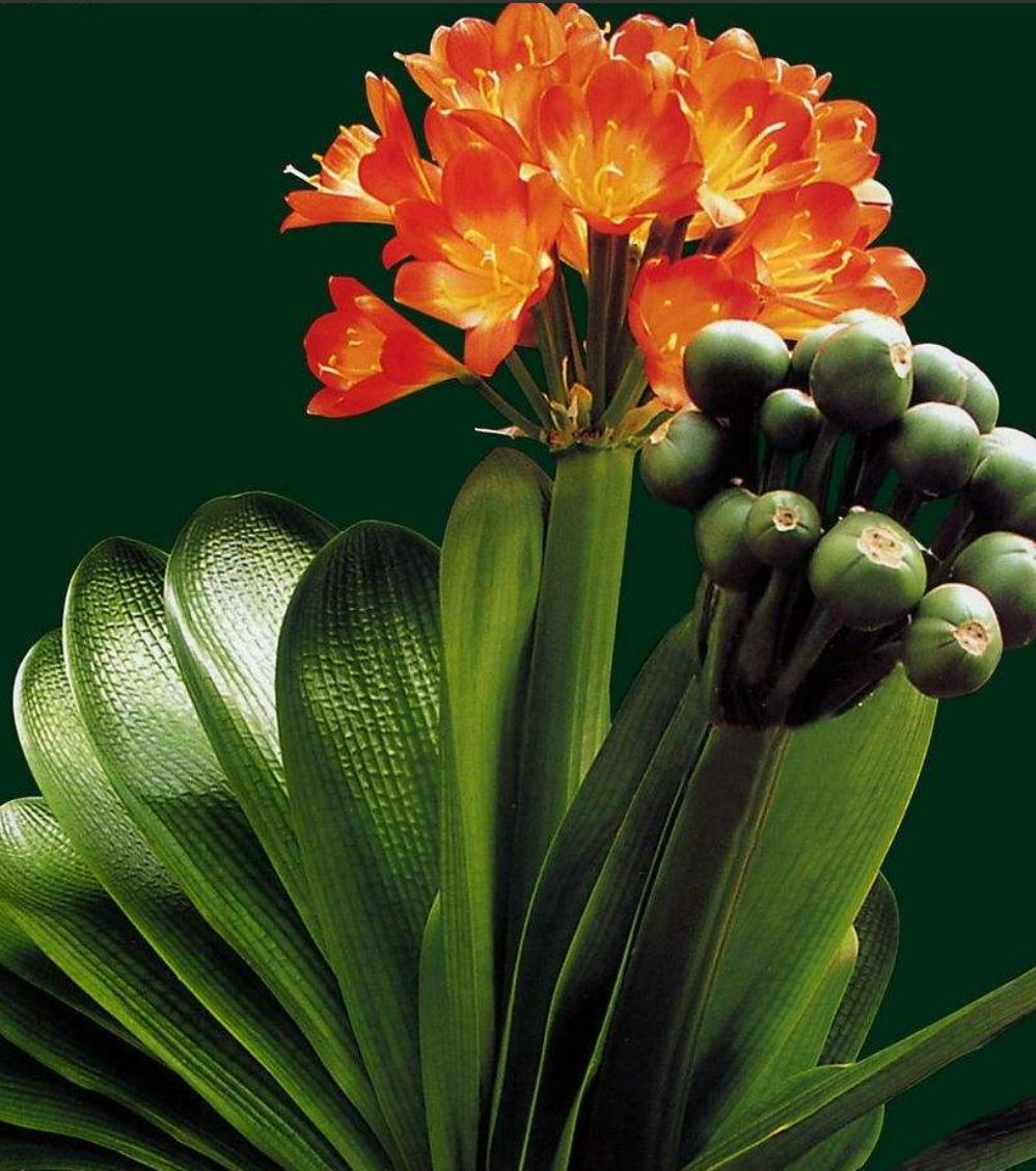 君子兰养护开花不夹箭的方法,君子兰开始冒花箭该如何养护