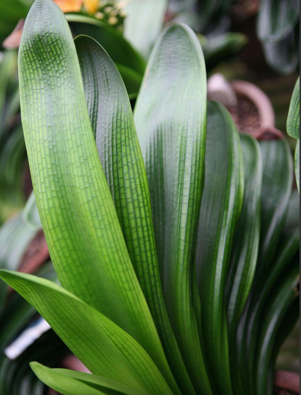 君子兰根长得慢,君子兰下垂不直