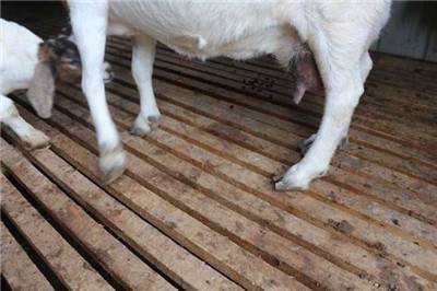 羊表现跛行症状有哪些原因？