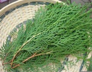 中医侧柏叶生发黑发妙用,侧柏叶汤奇效良方