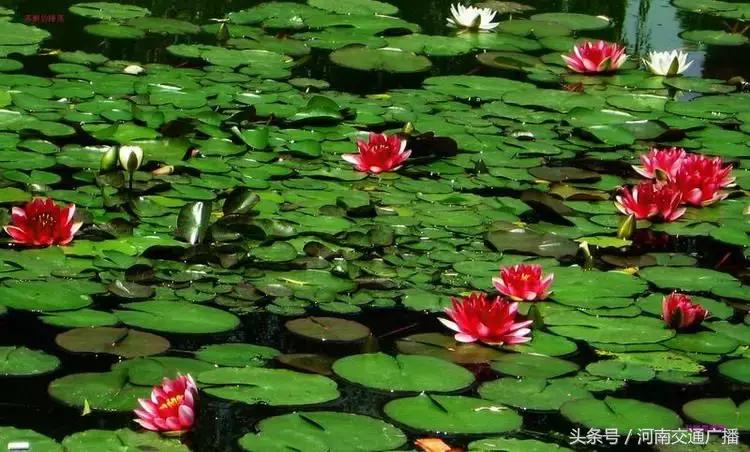 郑州哪里可以入夏赏荷,郑州最佳赏荷地来了