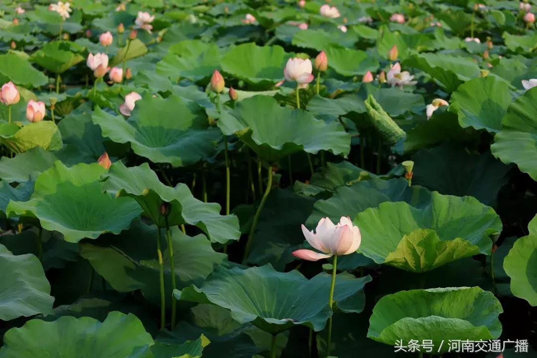 郑州哪里可以入夏赏荷,郑州最佳赏荷地来了