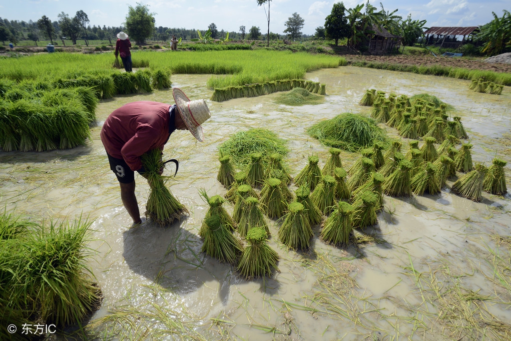 三农农村农业新政策,三农大托管