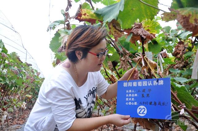 农业十大新模式,农业最赚钱的十种模式