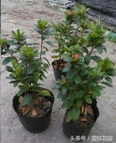 杜鹃花叶尖发黑怎么处理,杜鹃花叶尖发黑需要修剪吗