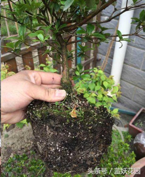 杜鹃花叶尖发黑怎么处理,杜鹃花叶尖发黑需要修剪吗