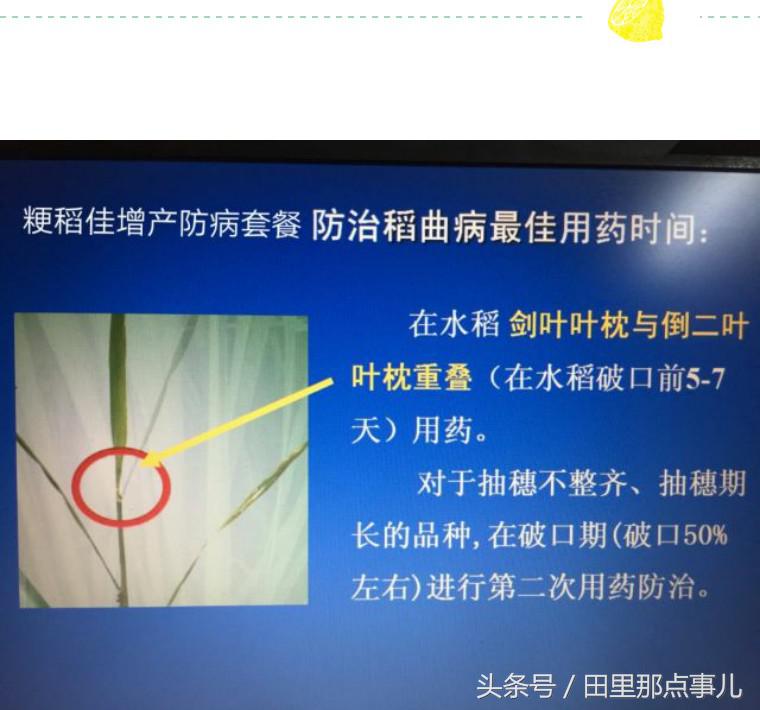 稻瘟病怎么消除,稻瘟病发生危害与防治措施调查