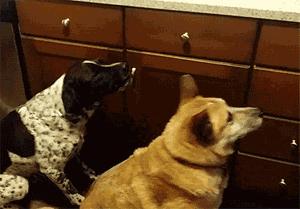 千万不要赌球,千万不要赌球搞笑版