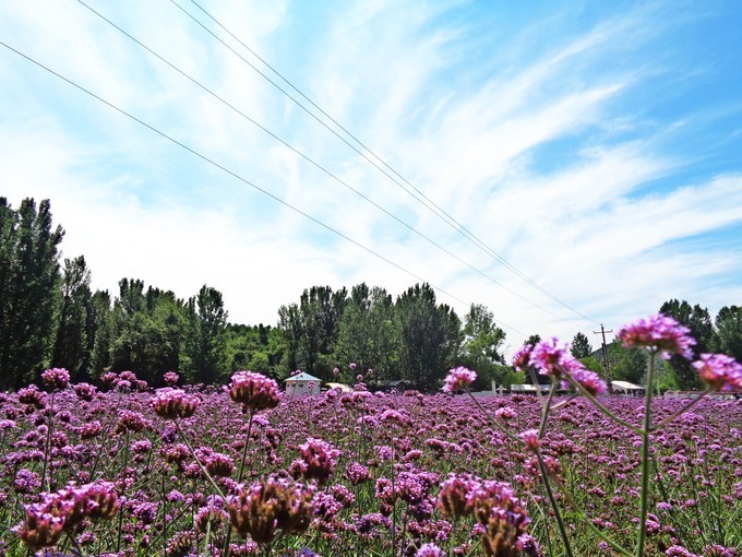 北京的普罗旺斯庄园,薰衣草庄园的浪漫之旅