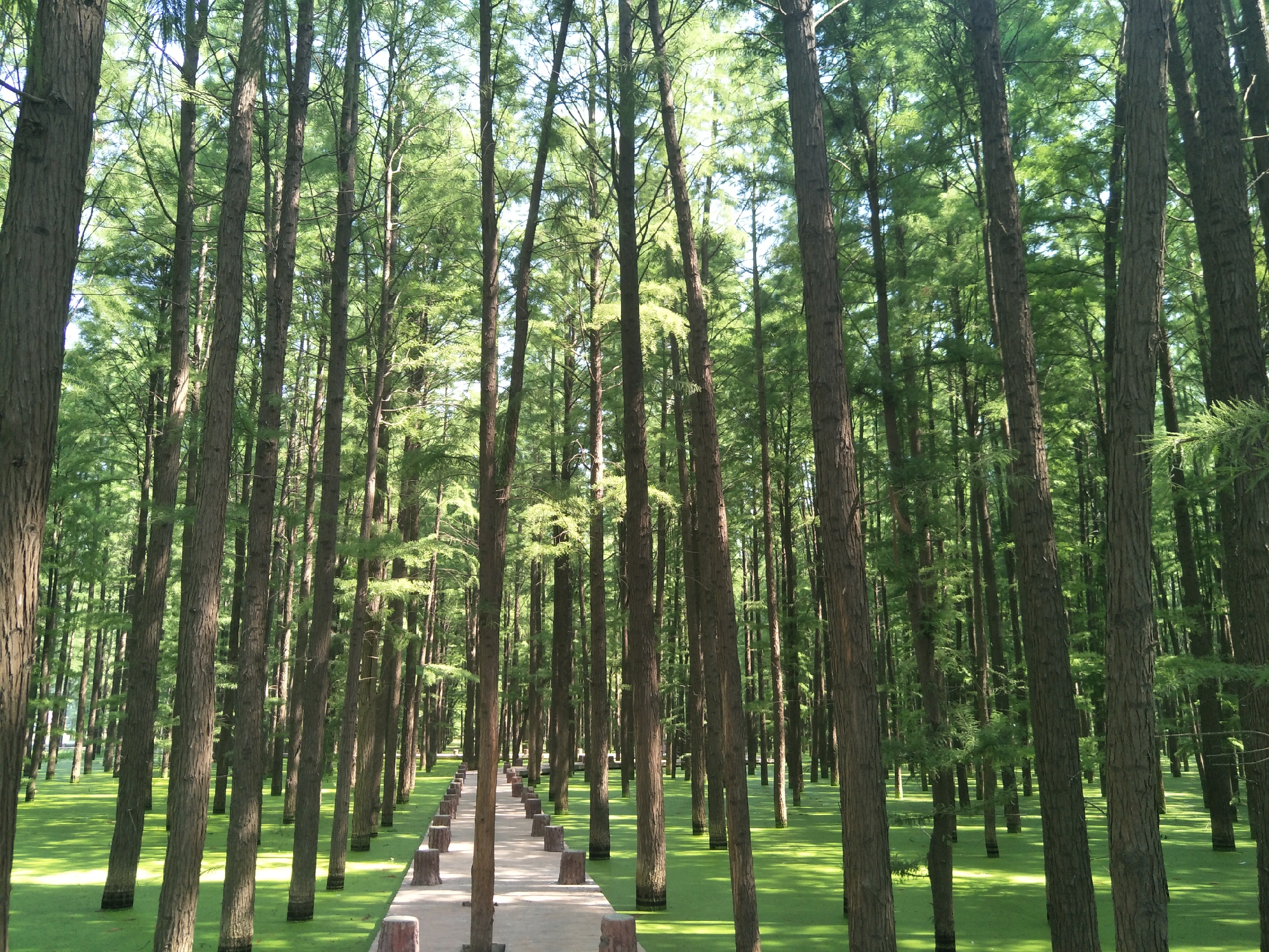 新蔡一个五湖环绕的生态水城,新蔡生态水城宣传片