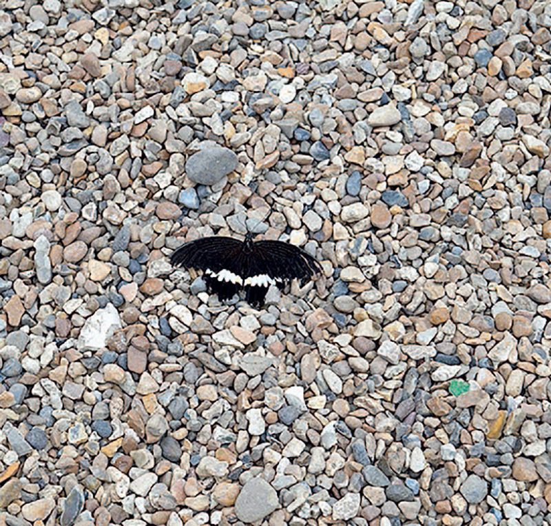 单反入门相机推荐,入门数码单反相机