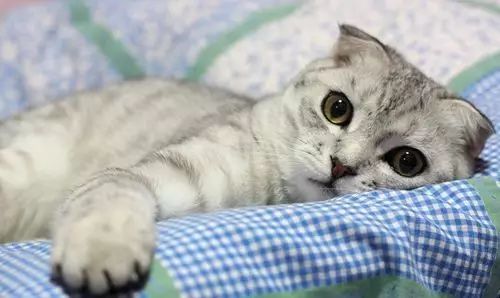 铲屎官的必备技能猫咪呕吐,铲屎官学的猫咪功课