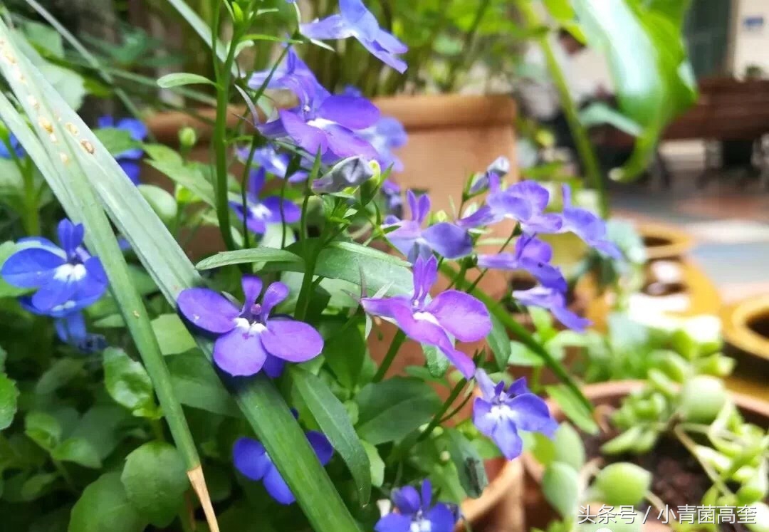 美丽的云南师范大学,美丽的云南曲靖