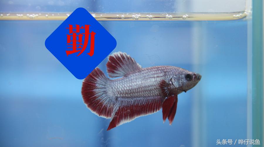 养观赏鱼需要注意什么事项,养观赏鱼要注意哪些事项