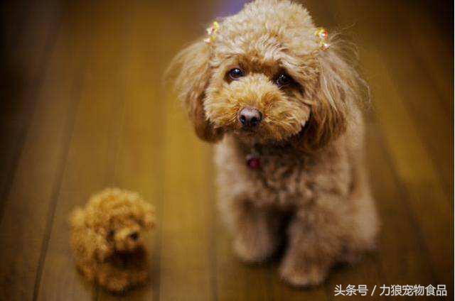 深究狗狗掉毛的七个原因，让你家狗狗毛量充沛，更加漂亮！