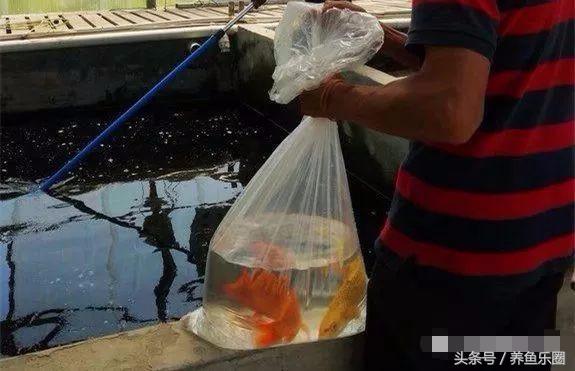 锦鲤鱼缸团灭后重新开缸,锦鲤遭团灭