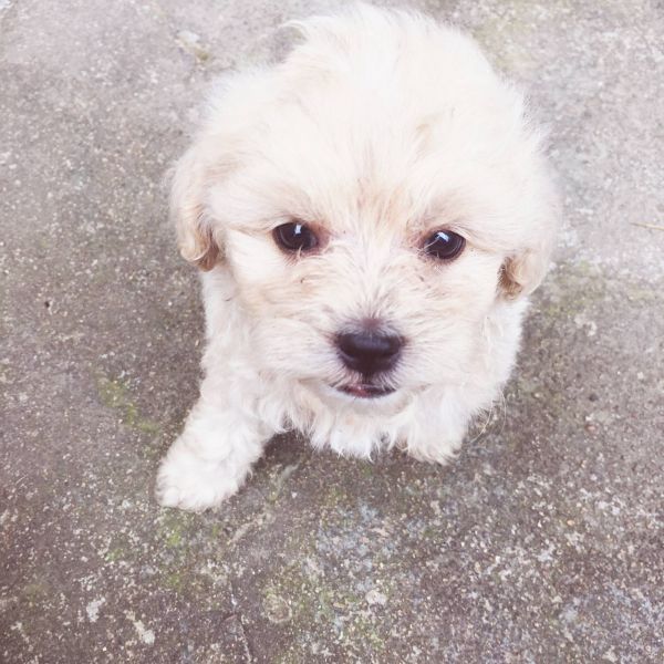 为什么不建议去买狗,为什么网上买狗养不活