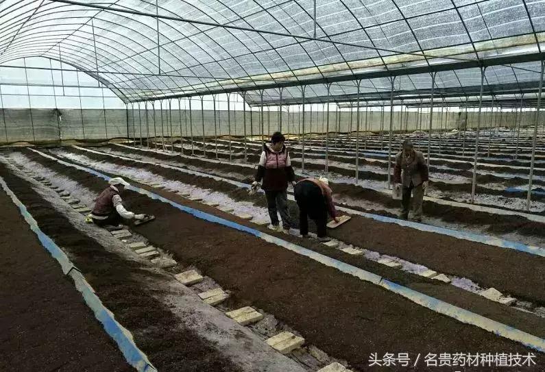 白芨种子育苗怎样用滑石粉处理,白芨育苗用什么营养液好呢