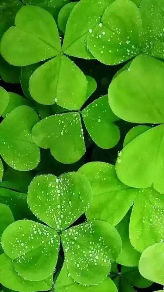 微信聊天护眼背景图高清大图,护眼背景图微信聊天背景