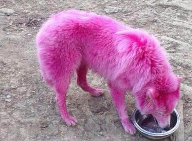 女子养了只奇特的宠物狗,女子捡了一只狗带回家