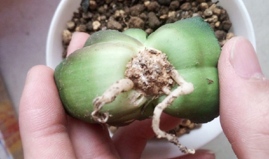 夏天玉露怎么避免烂根,如何处理玉露烂根