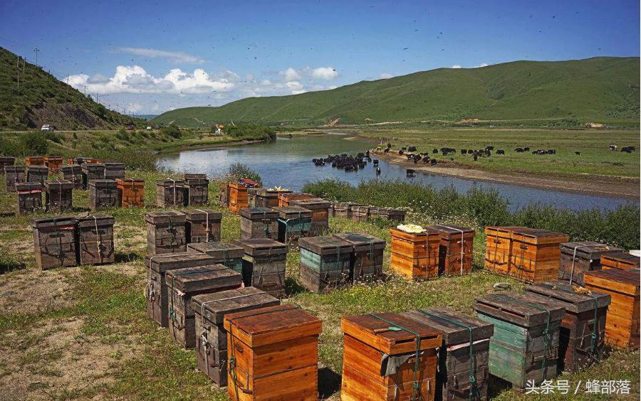 新手养蜂需要具备哪些基础知识,养蜂需要掌握什么知识