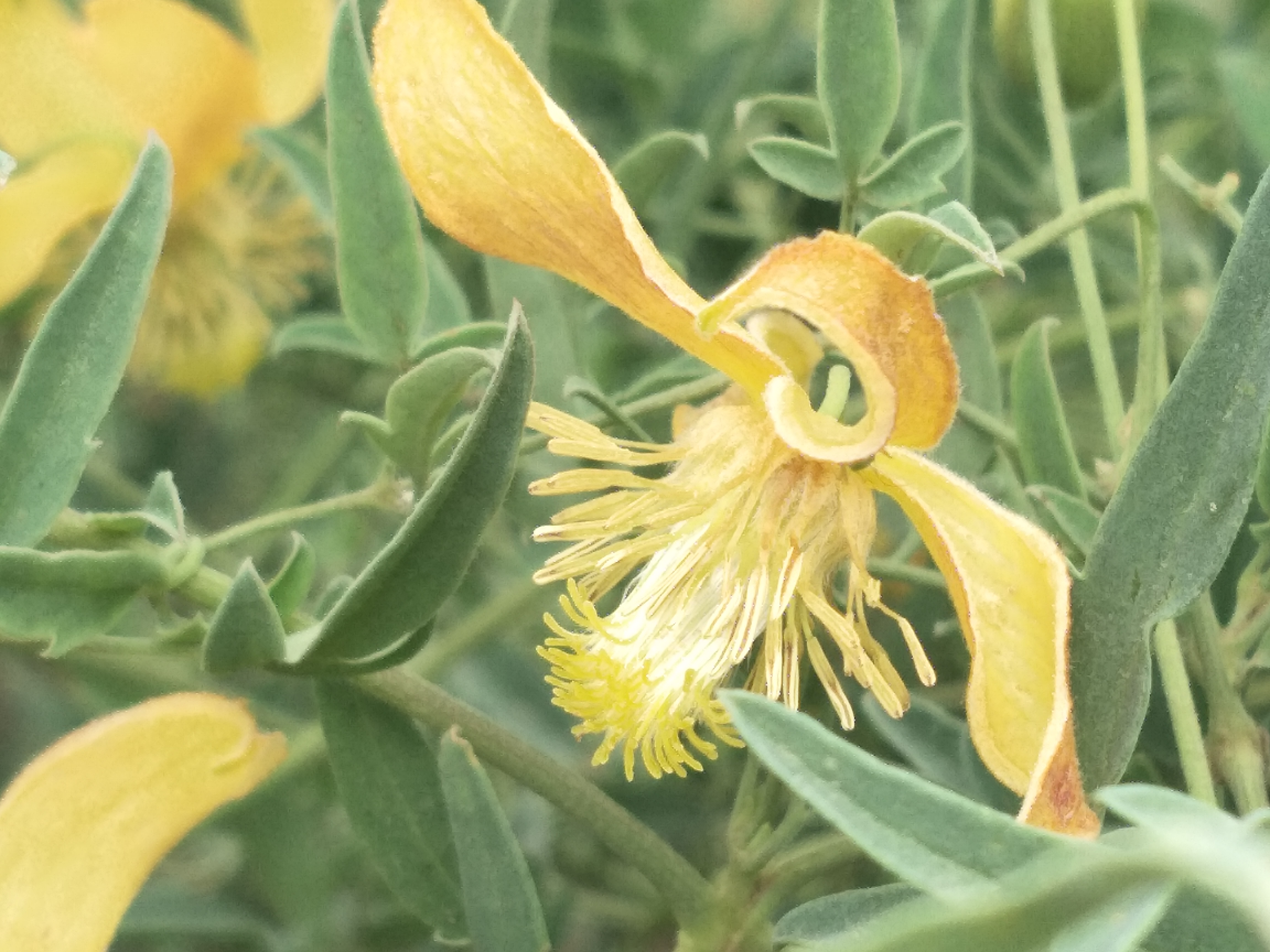 “诗经”读书笔记之“桃夭”文/锦梦素心（陌上公子）