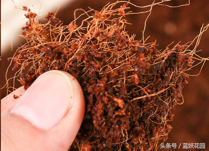 椰糠土浇水不烂根方法,养花浇水浇不透怎么办