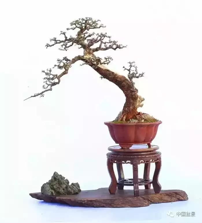 盆景欣赏一枝一叶,一组双杆盆景作品欣赏