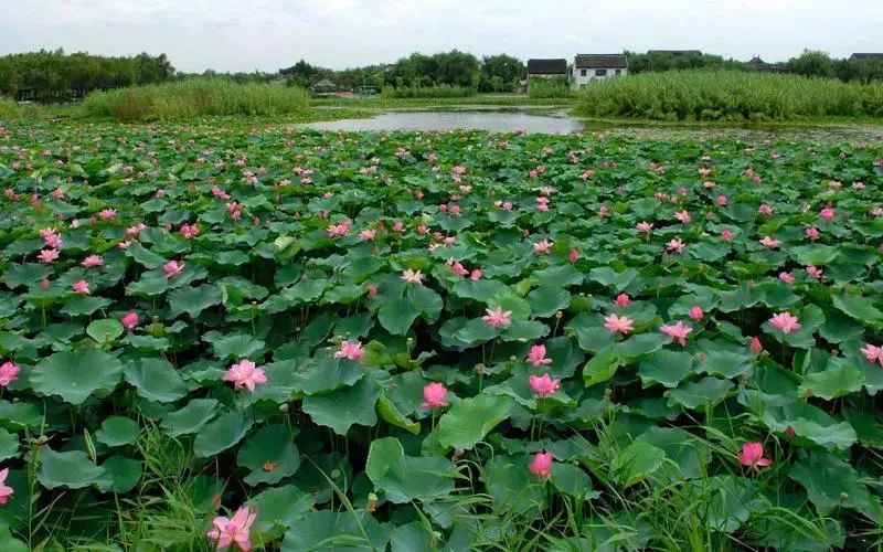瘦西湖门票还有剩余吗,江苏瘦西湖沙家浜