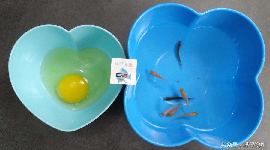 一个鸡蛋，三个妙用：宠物鱼玩家的福音，解决鱼缸三大问题