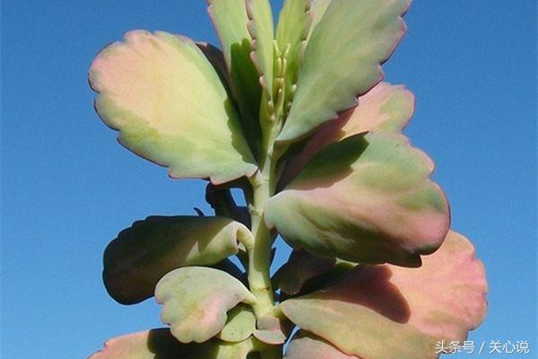 多肉之最,多肉之类的植物