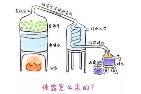 玫瑰纯露精油使用步骤,精油纯露的功效和作用