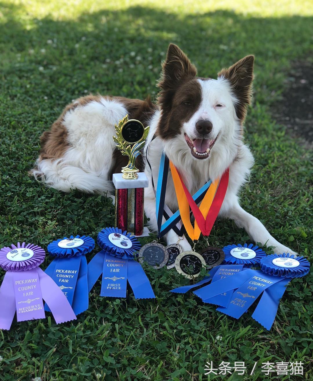 训练狗狗的正确方法和技巧,训练狗狗听话的12条标准赶快收藏