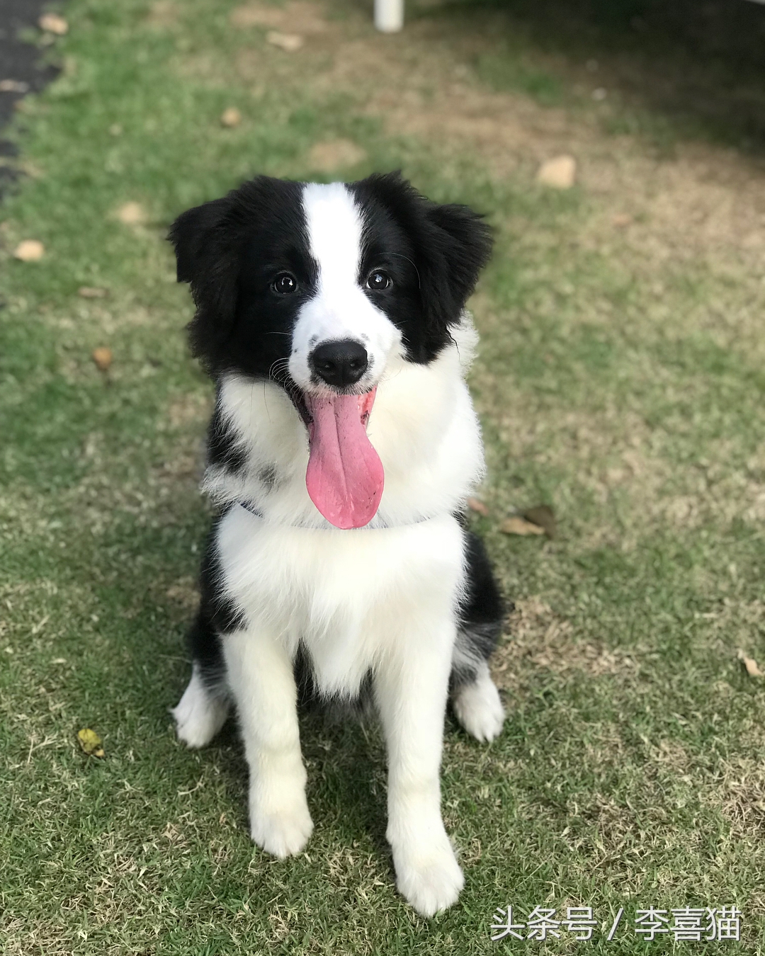 训练狗狗的正确方法和技巧,铲屎官如何正确训练狗狗