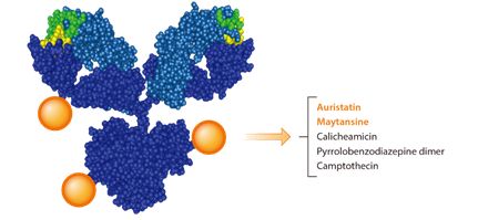 adc药物对骨转移有效吗,adc药物适用哪种癌症