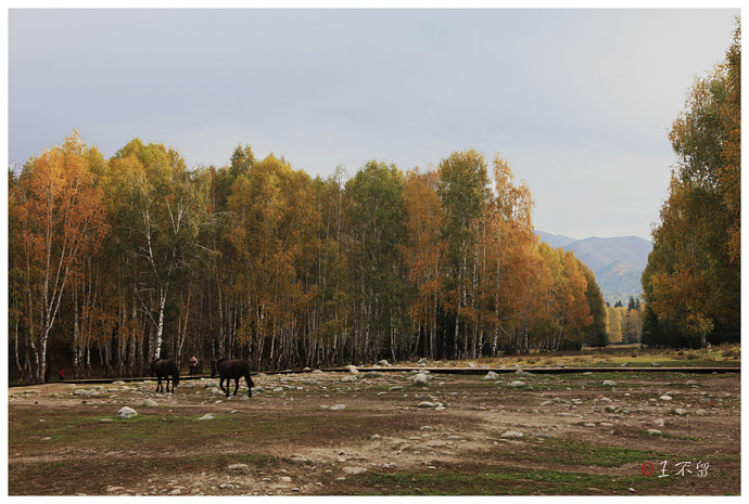 喀纳斯禾木村哪个值得去,喀纳斯禾木村白哈巴村