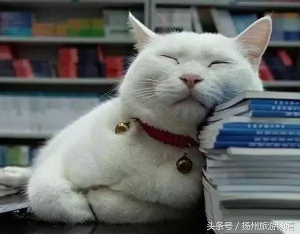 扬州市小升初的流程 (扬州小升初报名时间过了怎么办)