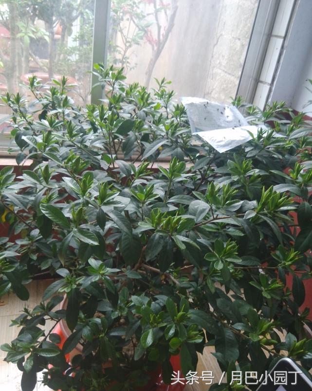 栀子花怎么养黄叶不开花,栀子花水养怎么不黄叶