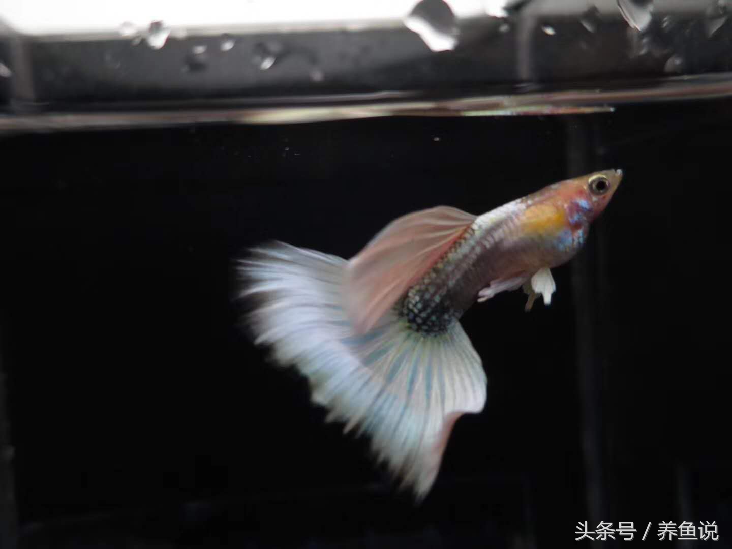 教你如何优雅的繁殖孔雀鱼,怎么繁殖出不一样色品种孔雀鱼