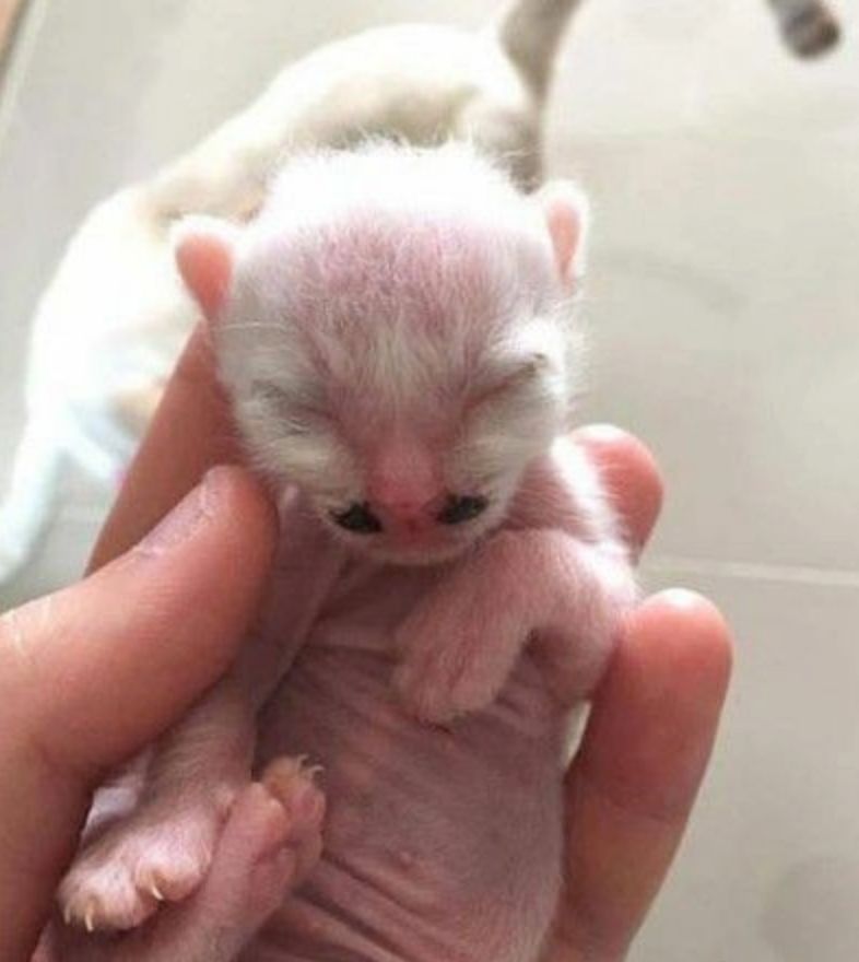 可爱小猫咪黑色胡子,可爱软萌小猫咪