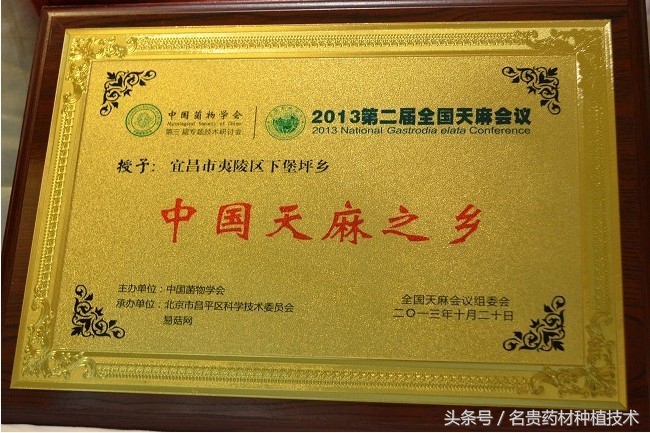 天麻种植宜昌,天麻道地药材是哪里