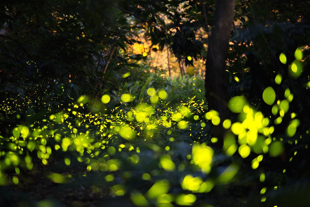 夏天的昆虫科普知识,夏天的昆虫阅读理解